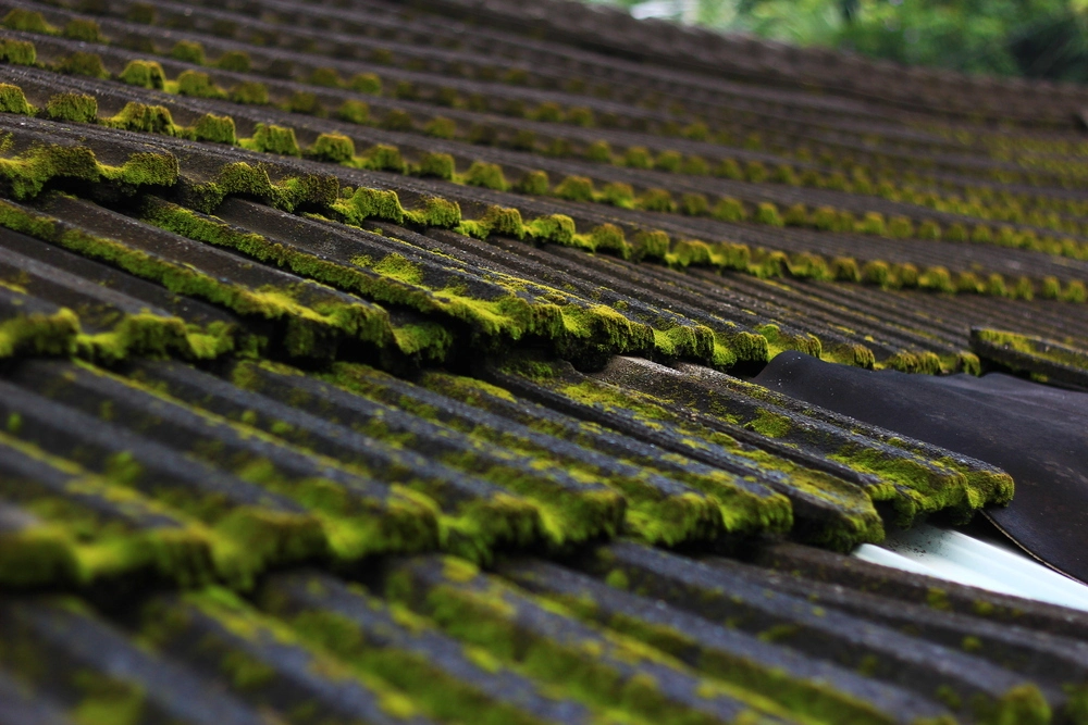 Konzentrierte Algizidbehandlung