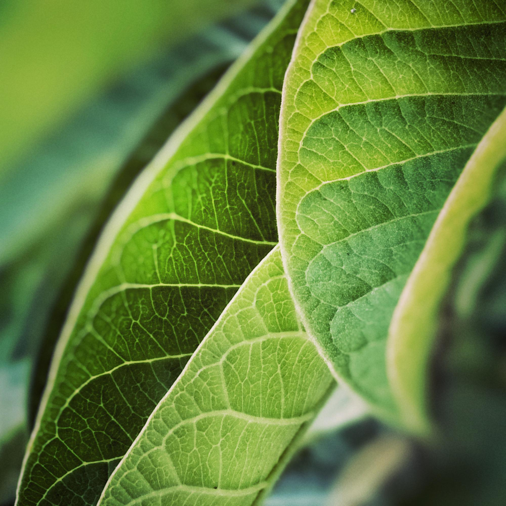 Image hover effect image